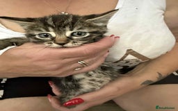 European cats for sale: Beautiful kittens  - Image 1