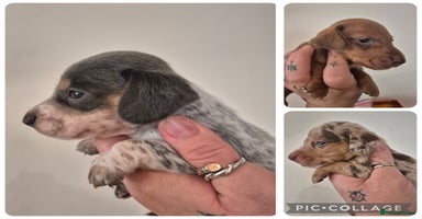 Miniature Dachshund dogs - Advert 9