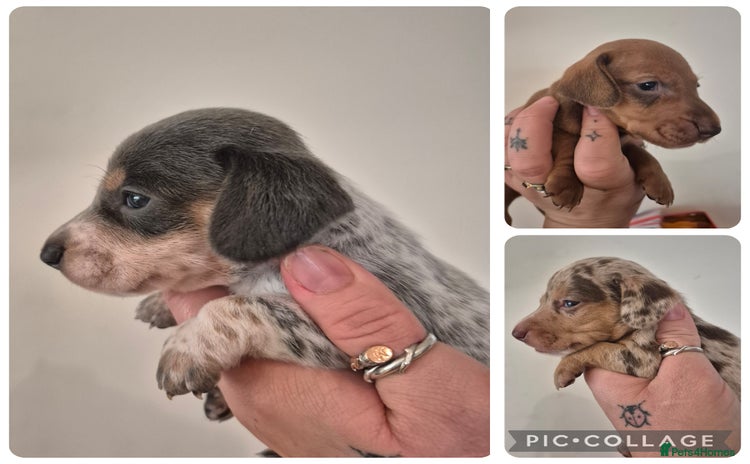 Miniature Dachshund dogs - Advert 3