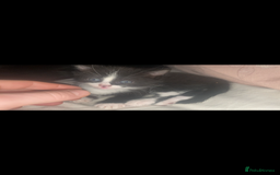 Domestic Shorthair cats for sale: Female kittens - Image 5