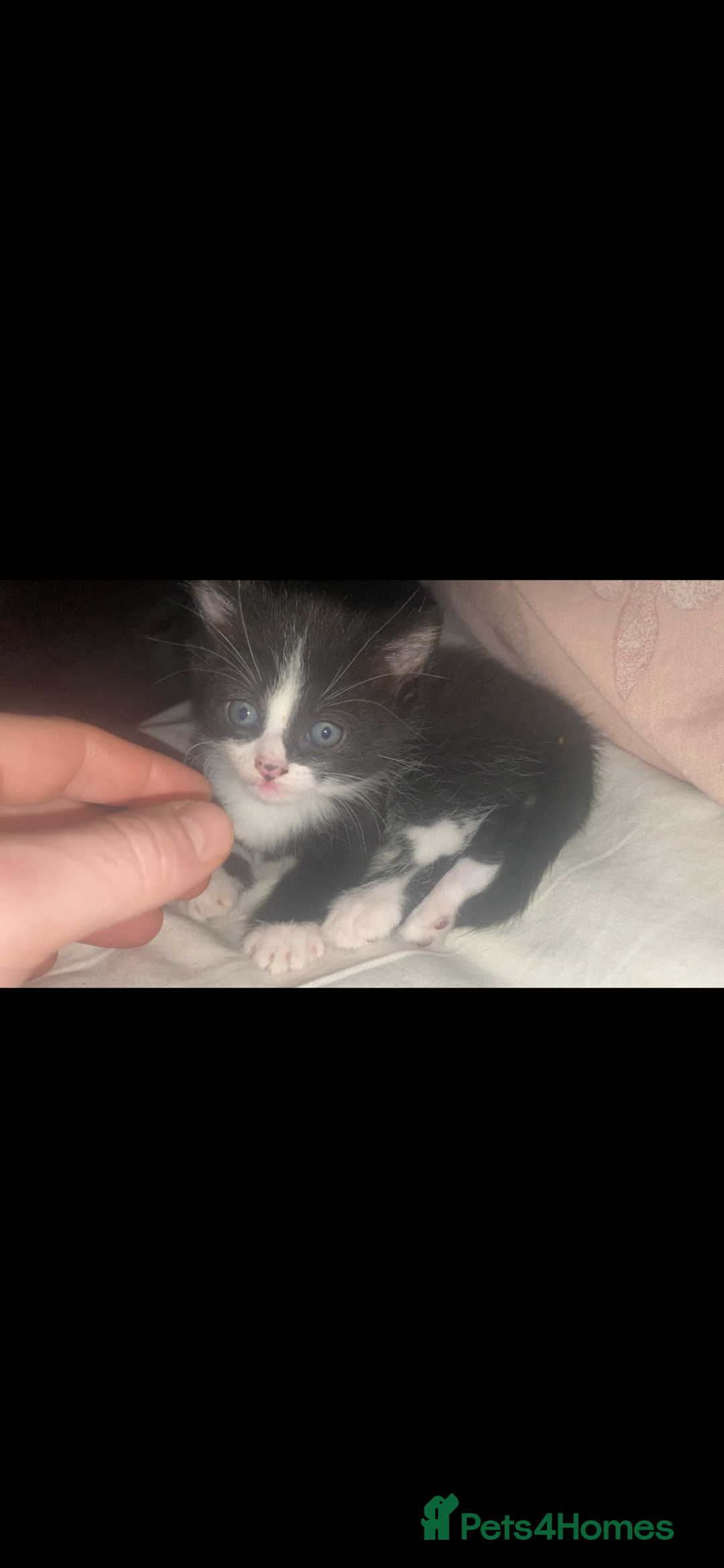 Domestic Shorthair cats for sale: Female kittens - Image 5