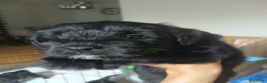 Miniature Schnauzer 3