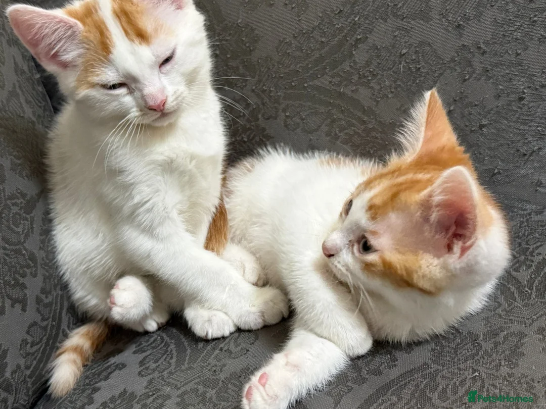 British Shorthair cats for sale: Two male kittens for adoption - Advert 5