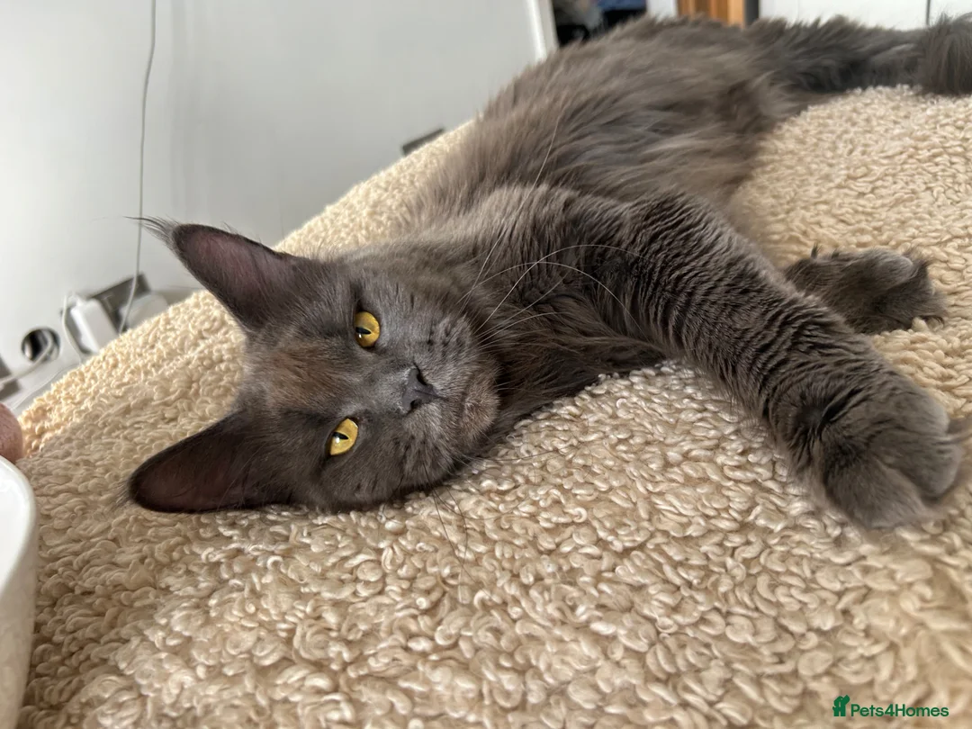 Maine Coon cats for sale: TICA Registered Maine Coon Kittens Available  in Sutton - Advert 38