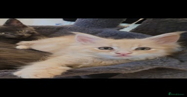 Maine Coon cats - Advert 5