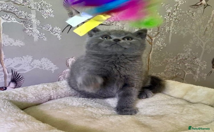 British Shorthair cats 🧸EXCEPTIONAL QUALITY PURE BREED BSH TEDDY BEARS🧸 - Advert 3