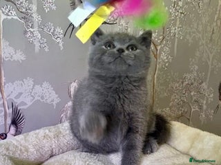 British Shorthair cats 🧸EXCEPTIONAL QUALITY PURE BREED BSH TEDDY BEARS🧸 - Advert 3