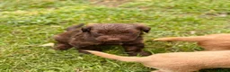 Cockapoo dogs for sale: F1 Toy Cockapoo puppies - Advert 12