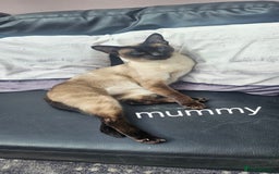 Siamese cats for sale: Siamese X British short hair  - Image 2