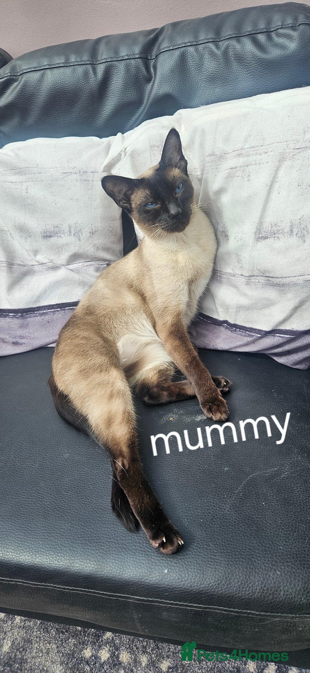 Siamese cats for sale: Siamese X British short hair  - Image 2