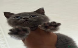 British Shorthair cats for sale: 🏡 Vaccinated Bsh kittens - GCCF parents - Image 15