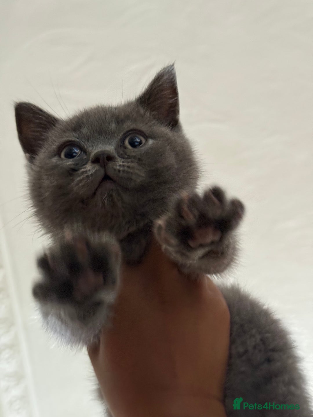 British Shorthair cats for sale: 🏡 Vaccinated Bsh kittens - GCCF parents - Image 15