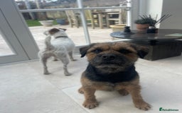 Border Terrier dogs for stud: Border terrier for Stud *SLEM clear* in Northallerton - Image 11