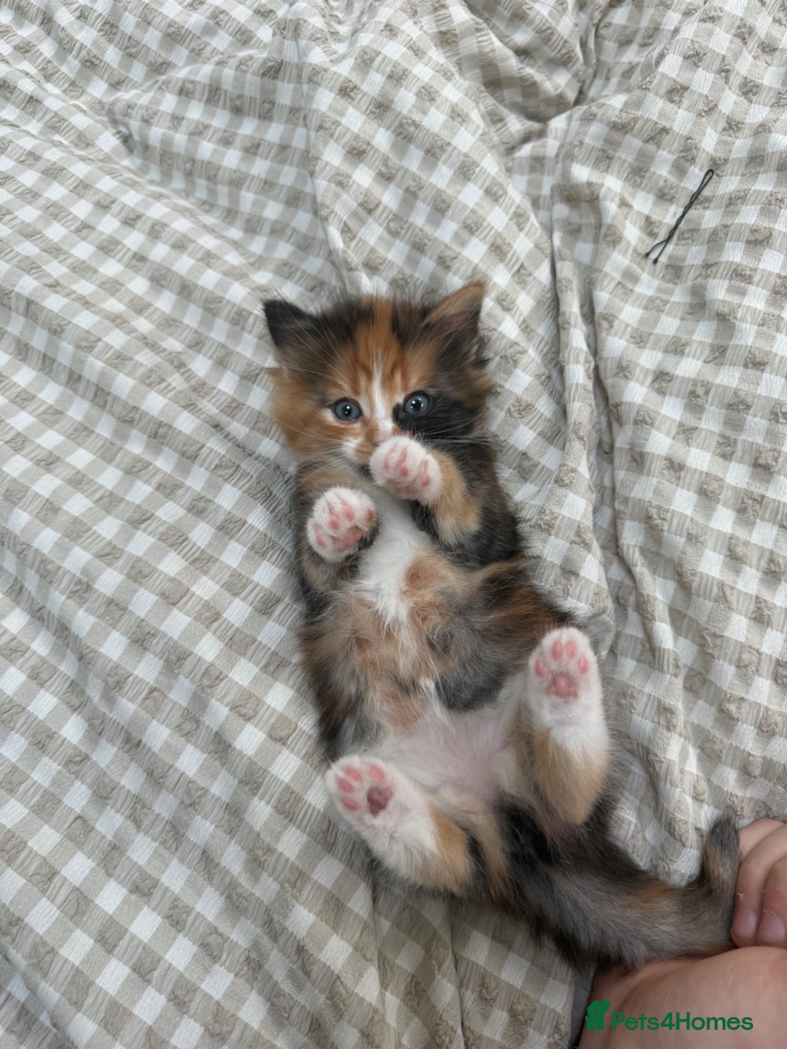 Mixed Breed cats Beautiful female kitten  - Advert 3