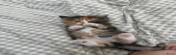 Mixed Breed cats for sale: Beautiful female kitten  - Advert 1