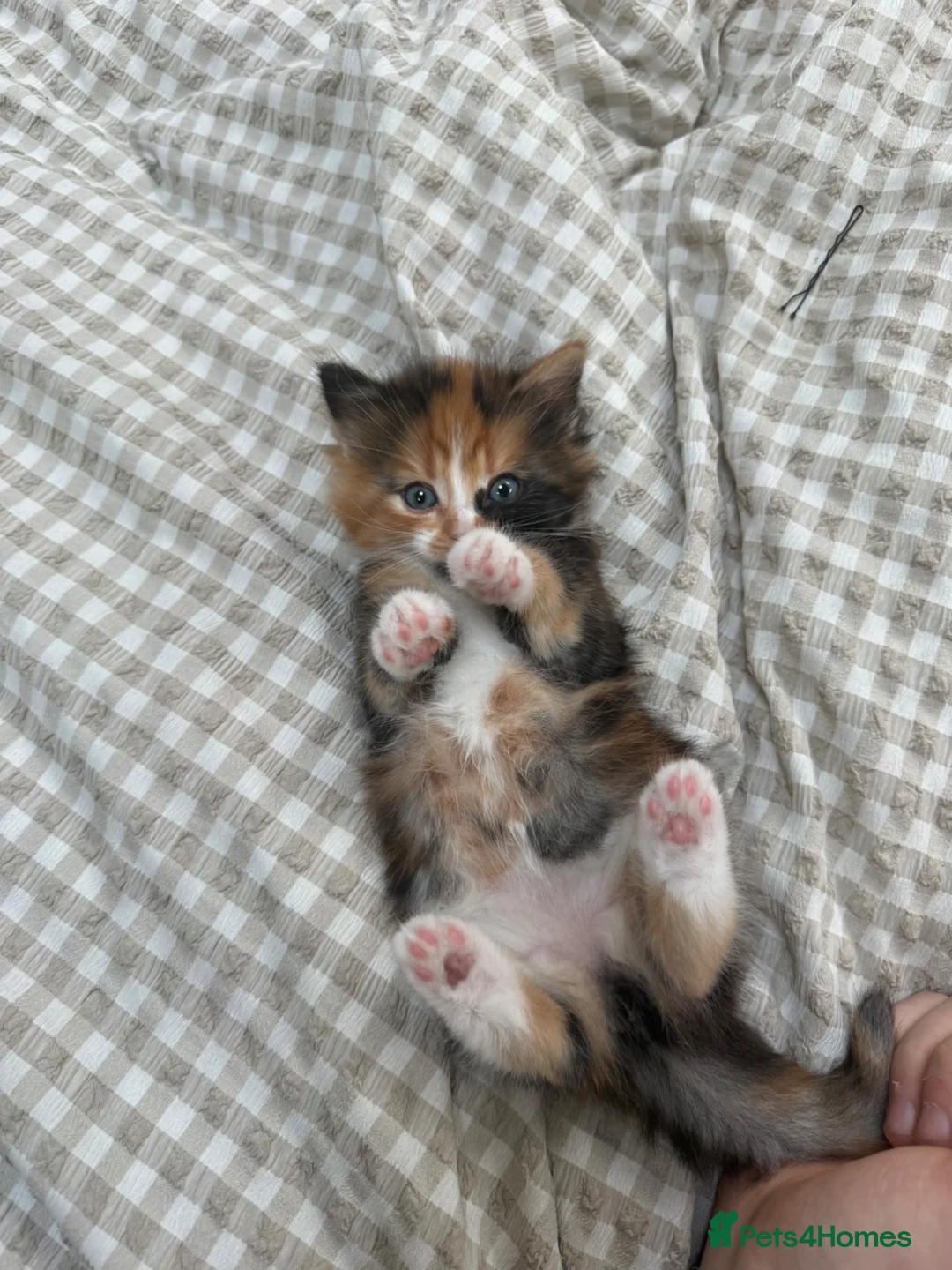 Mixed Breed cats for sale: Beautiful female kitten  - Advert 1