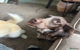 Mixed Breed dogs for sale: 2 year old Husky and 3 year old springer spaniel - Image 3