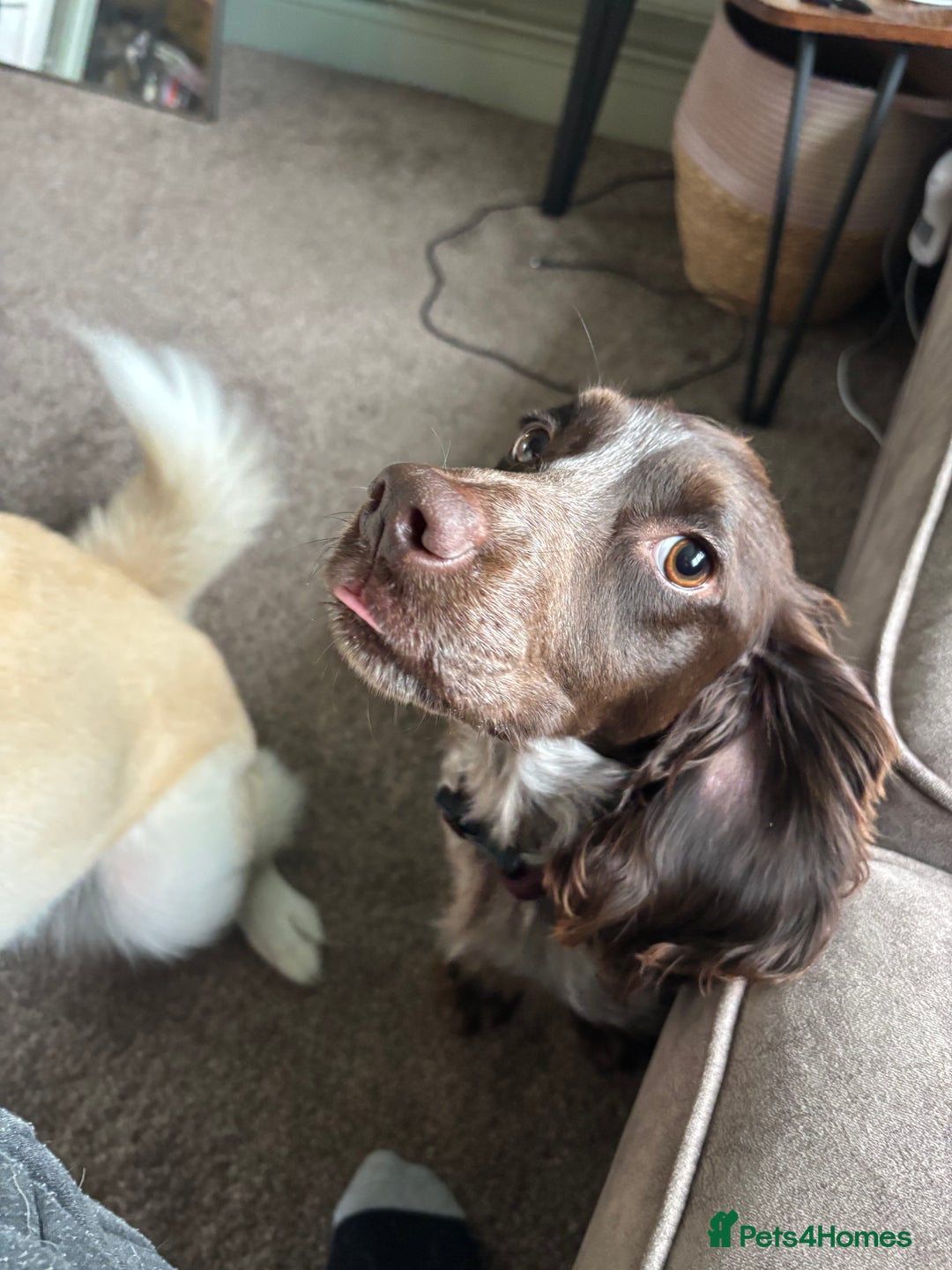 Mixed Breed dogs for sale: 2 year old Husky and 3 year old springer spaniel - Image 3