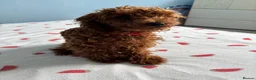 Toy Poodle dogs for sale: Suzie girl looking new house - Advert 11