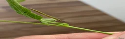 Stick Insects invertebrates for sale: 🍃 Indian Stick insects 🍃  - Advert 5