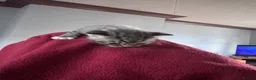 Mixed Breed cats for sale: British short hair X Tabby Kittens - Advert 11