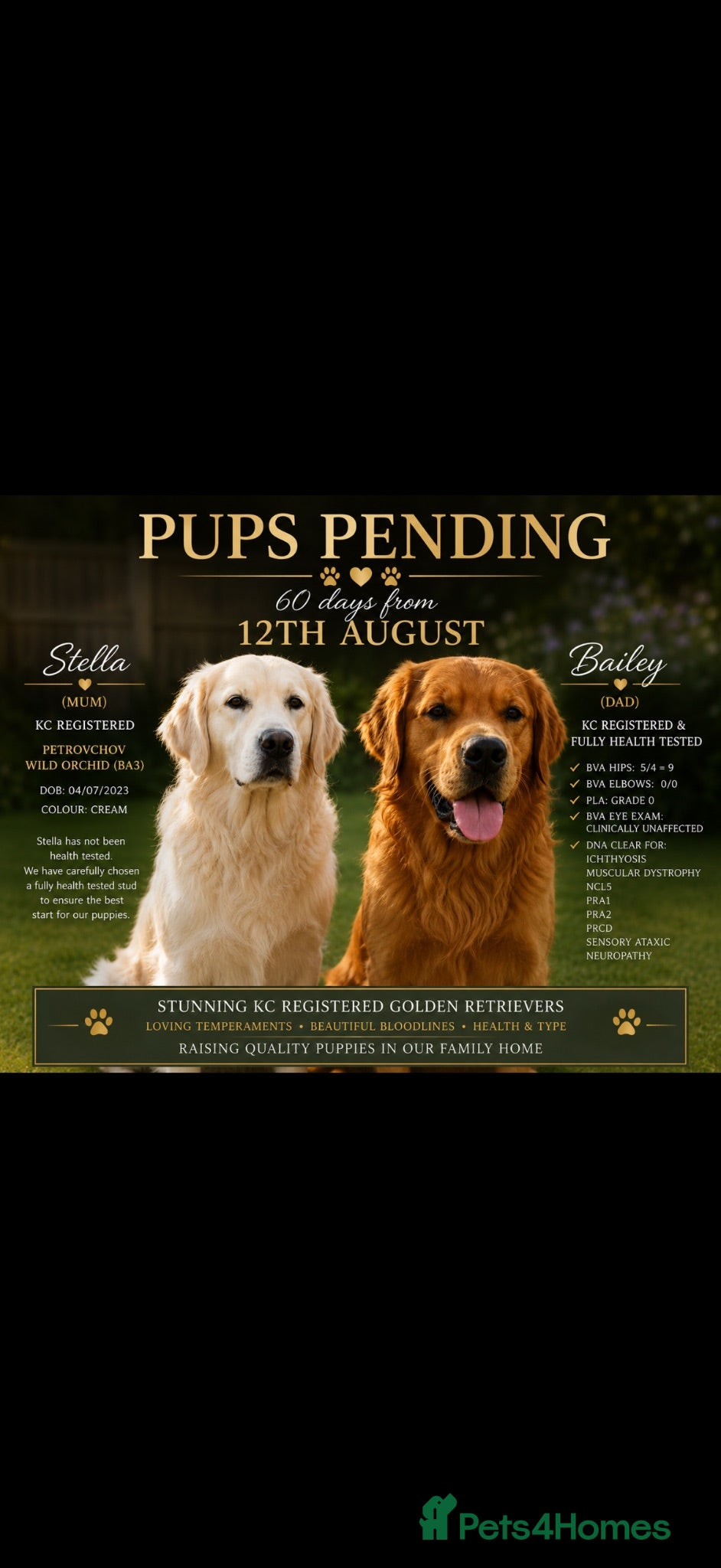 Golden Retriever dogs KC Golden Retriever Puppies – Champion Bloodlines - Advert 1