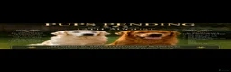Golden Retriever dogs for sale: KC Golden Retriever Puppies – Champion Bloodlines - Advert 1