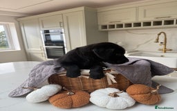 Cane Corso dogs for sale: Beautiful Cane Corso Puppies - Image 7