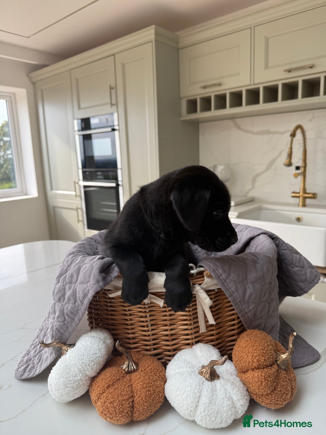 Cane Corso dogs for sale: Beautiful Cane Corso Puppies - Image 7