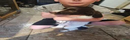 Sprocker dogs for sale: 7 stunning sprocker pups LAST 3 BOYS - Advert 30