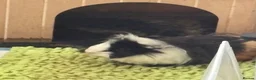 Guinea Pig rodents for sale: 2 beautiful male guinea pigs  in Polegate - Advert 4