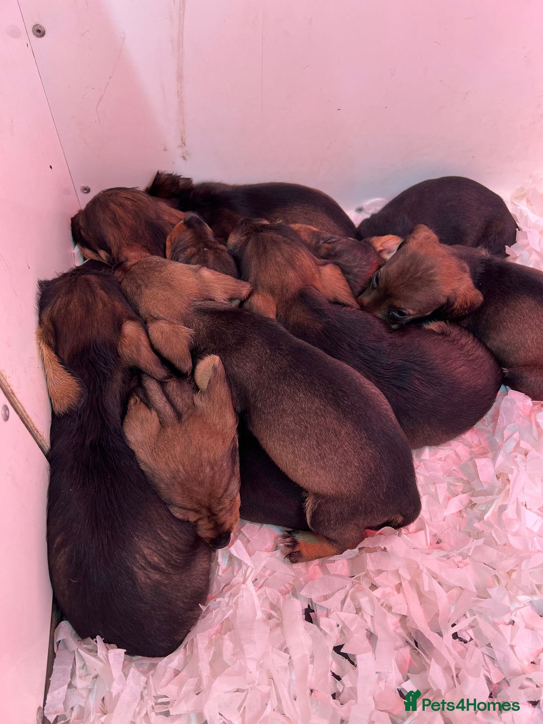 Dachshund dogs for sale: Wirehaired Teckel Bitches  - Image 6