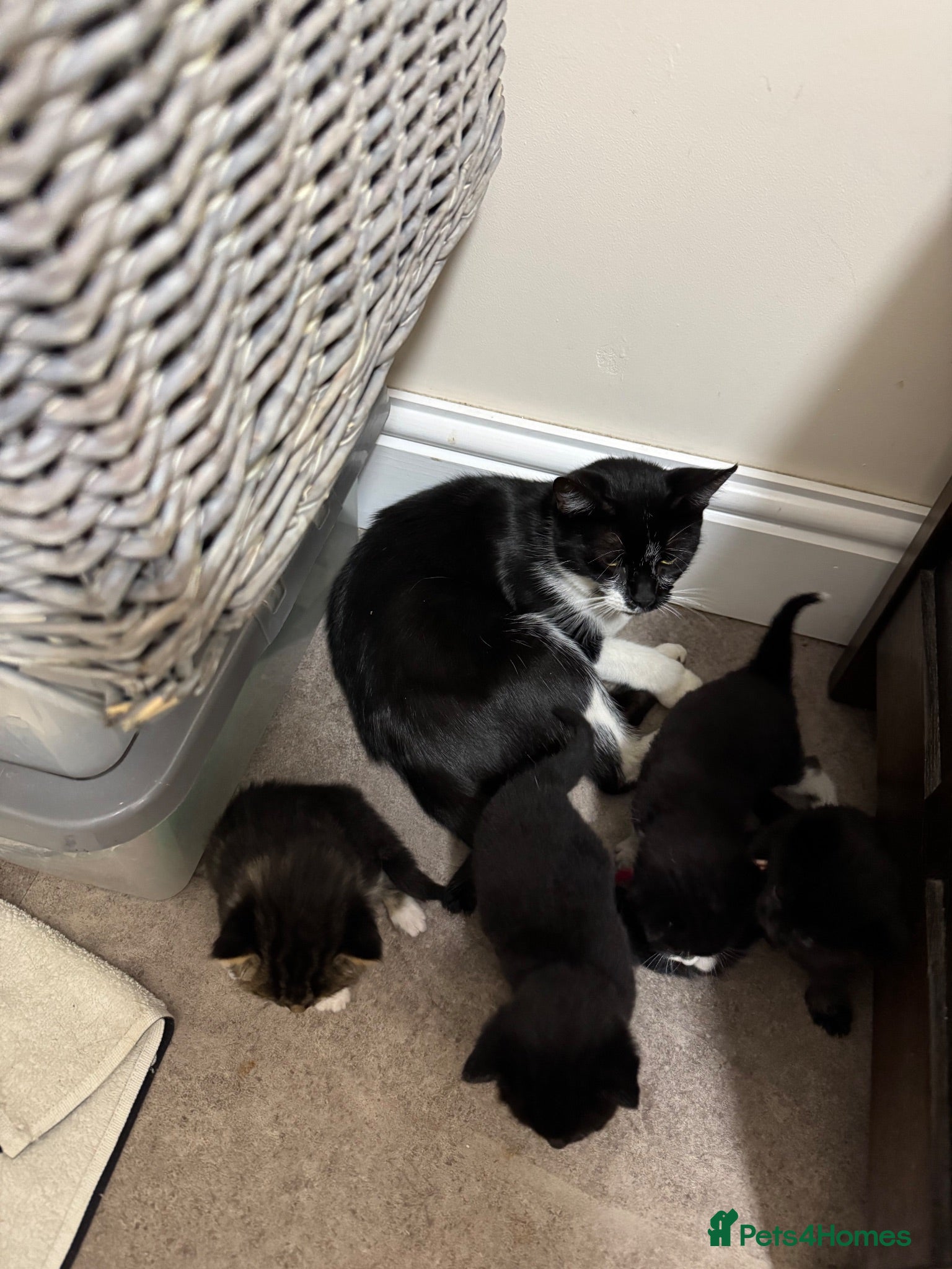 Mixed Breed cats Mixed breed kittens  - Advert 11