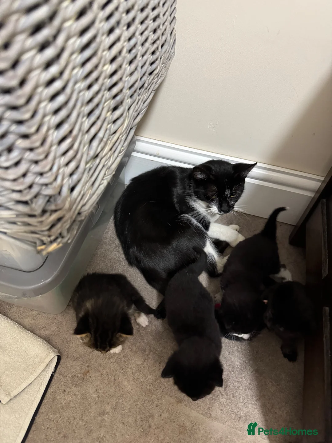 Mixed Breed cats for sale: Mixed breed kittens  - Advert 1