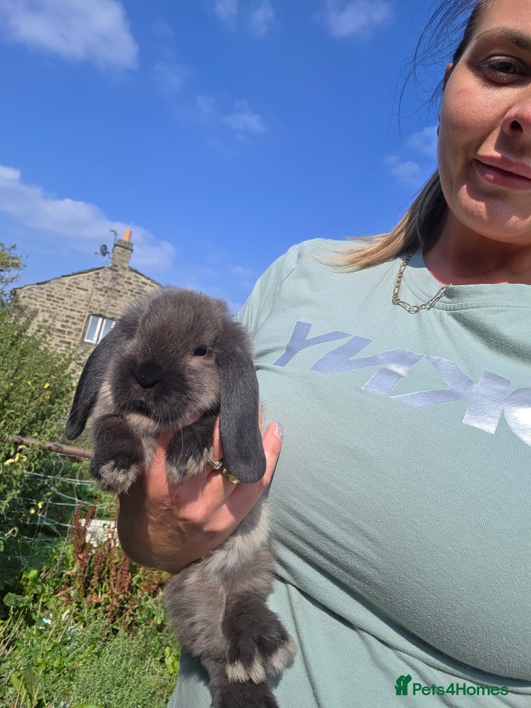 Mini Lop rabbits for sale: Pure bred Mini Lop Bunnies - Image 3
