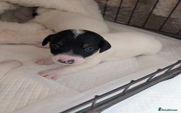 Jack Russell dogs for sale: Delightful Jack Russell Puppies  - Image 8