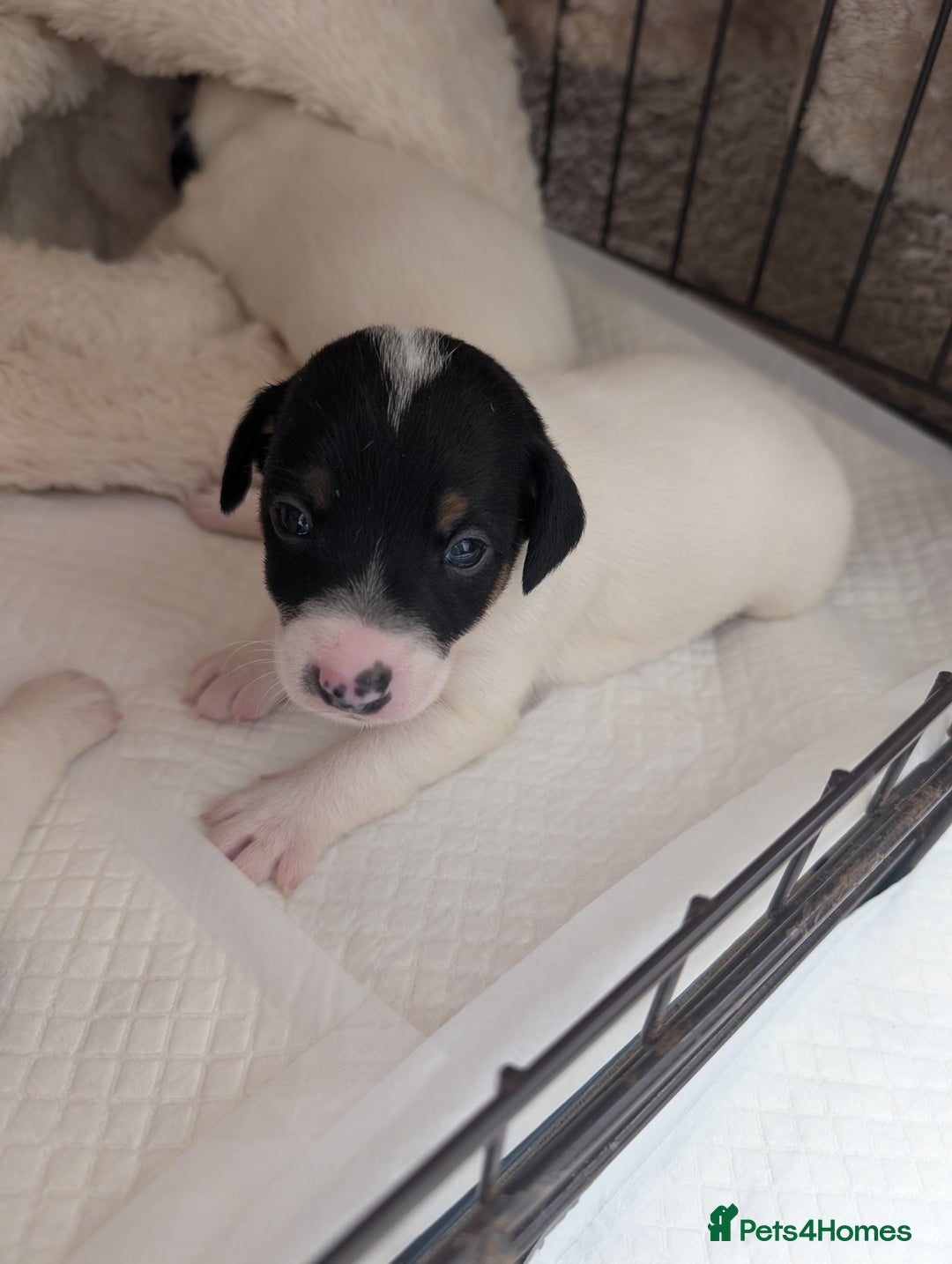 Jack Russell dogs for sale: Delightful Jack Russell Puppies  - Image 8