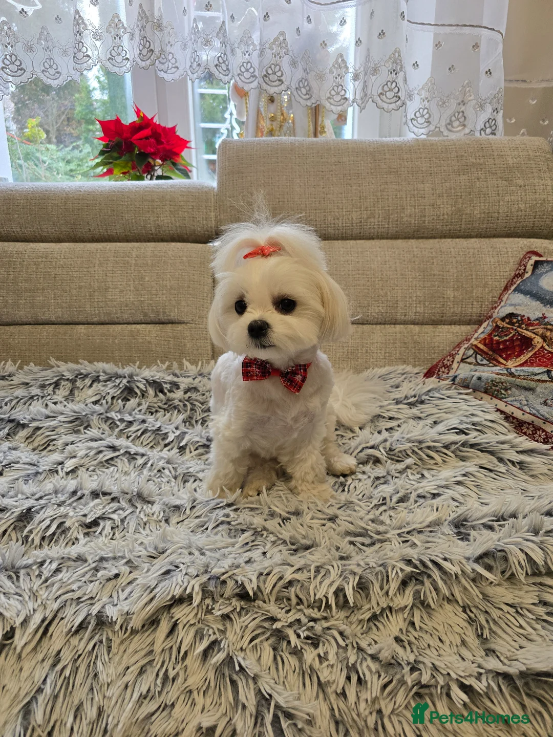 Maltese dogs for sale: Maltese puppies  - Advert 2