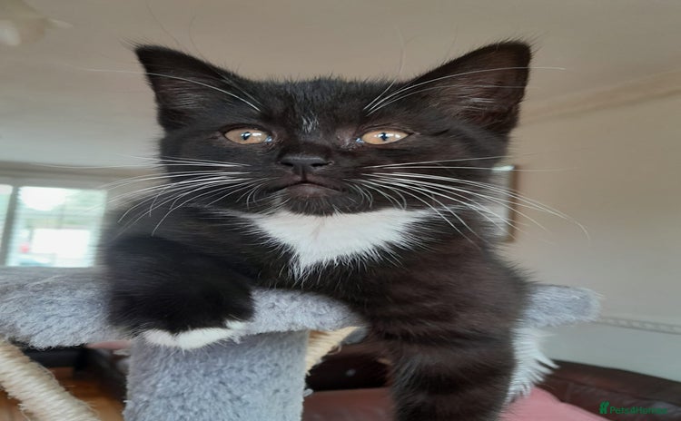 British Shorthair cats - Advert 4
