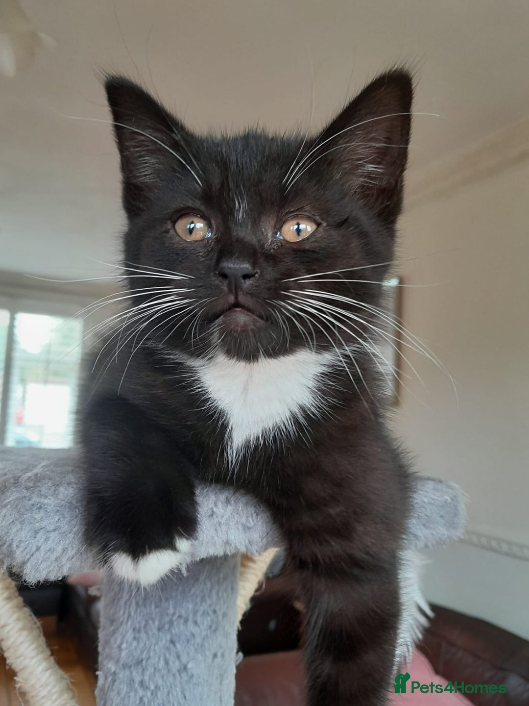 British Shorthair cats for sale: BSH black kittens  - Image 1
