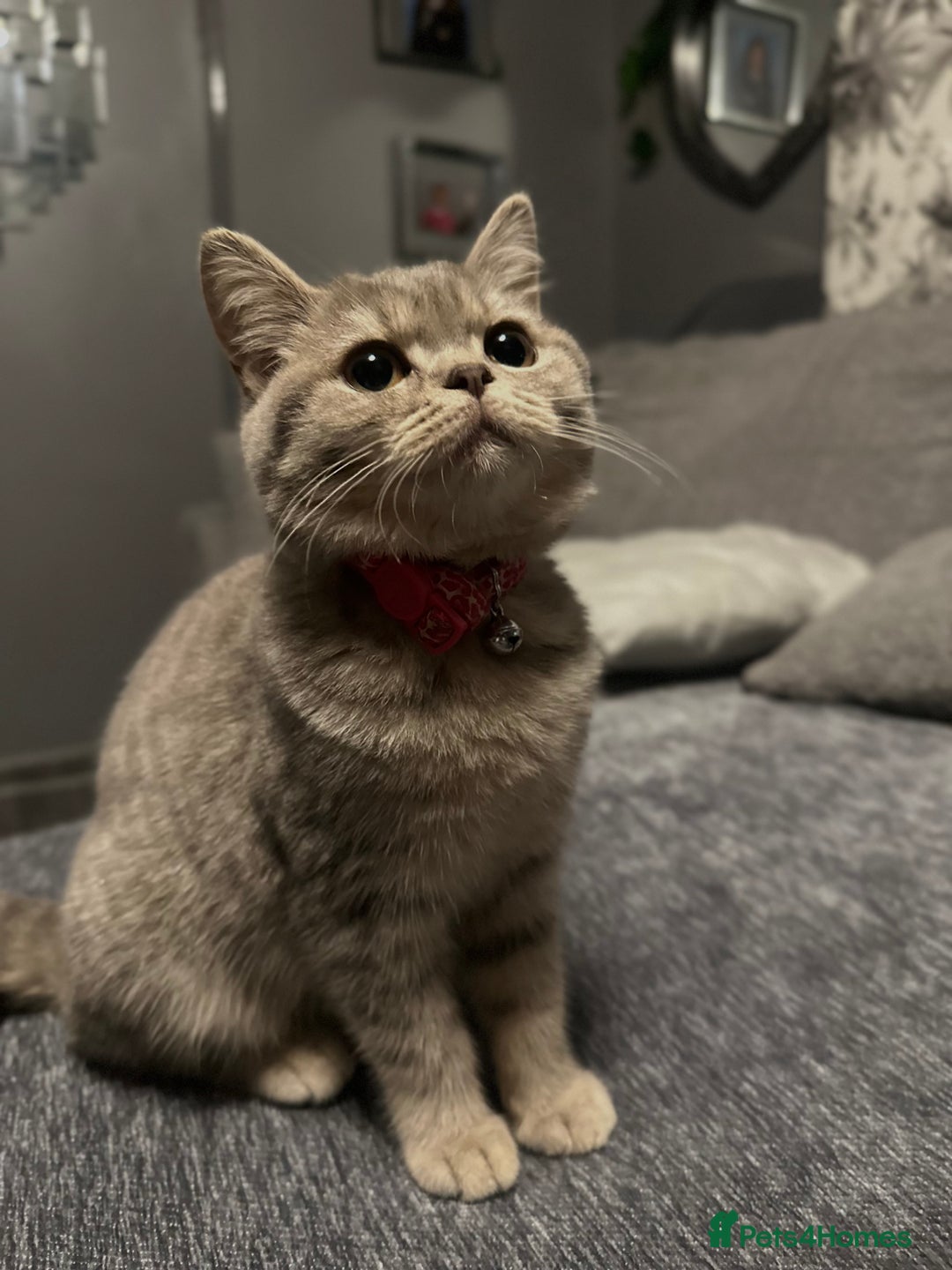 British Shorthair cats for sale:  BritishShorthair,litter trained! 13 weeks  - Advert 2