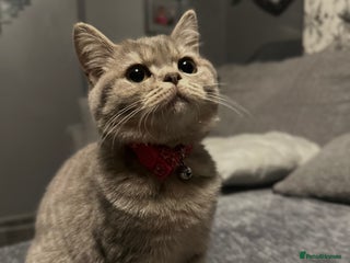 British Shorthair cats - Advert 8