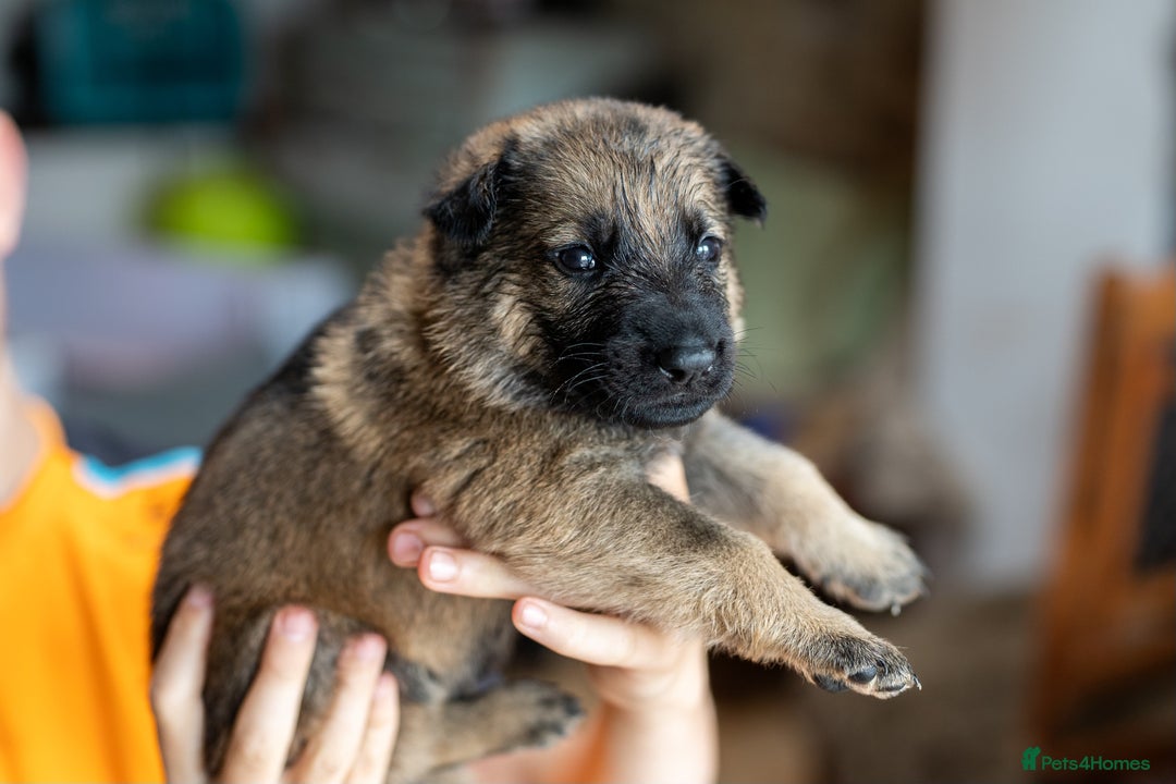 German Shepherd dogs for sale: Exceptionally bred fully heath checked GSD puppies in Bishop Auckland - Image 12