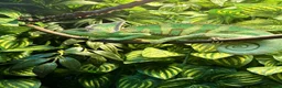 Chameleon reptiles for sale: Veiled Chameleon Male with Full Setup  - Advert 2
