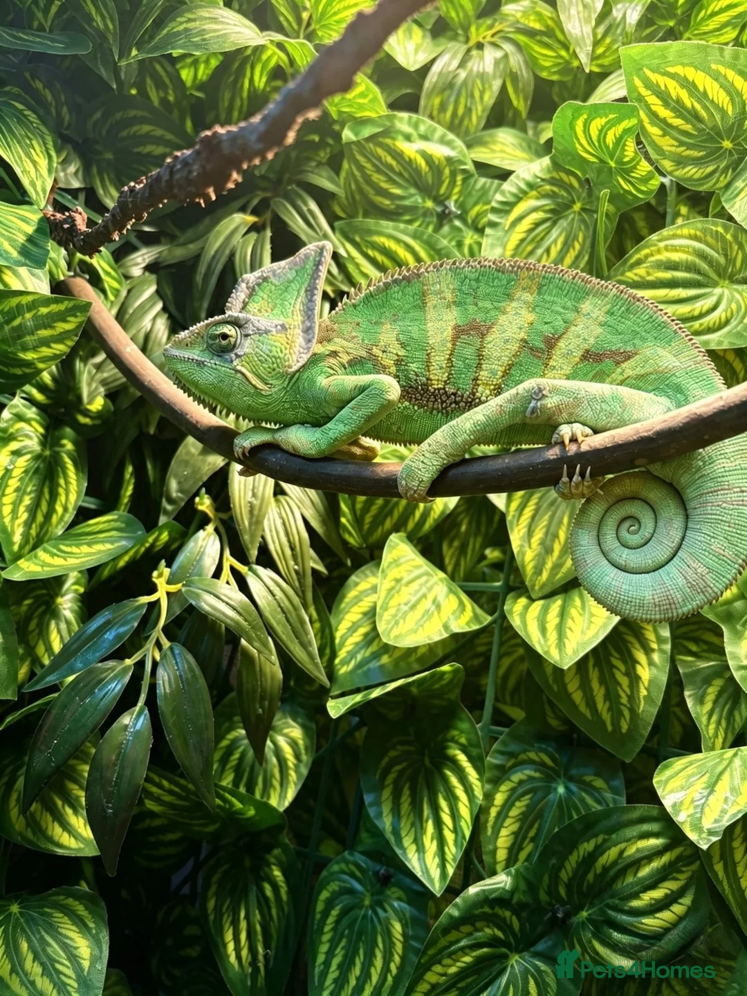 Chameleon reptiles for sale: Veiled Chameleon Male with Full Setup  - Advert 2