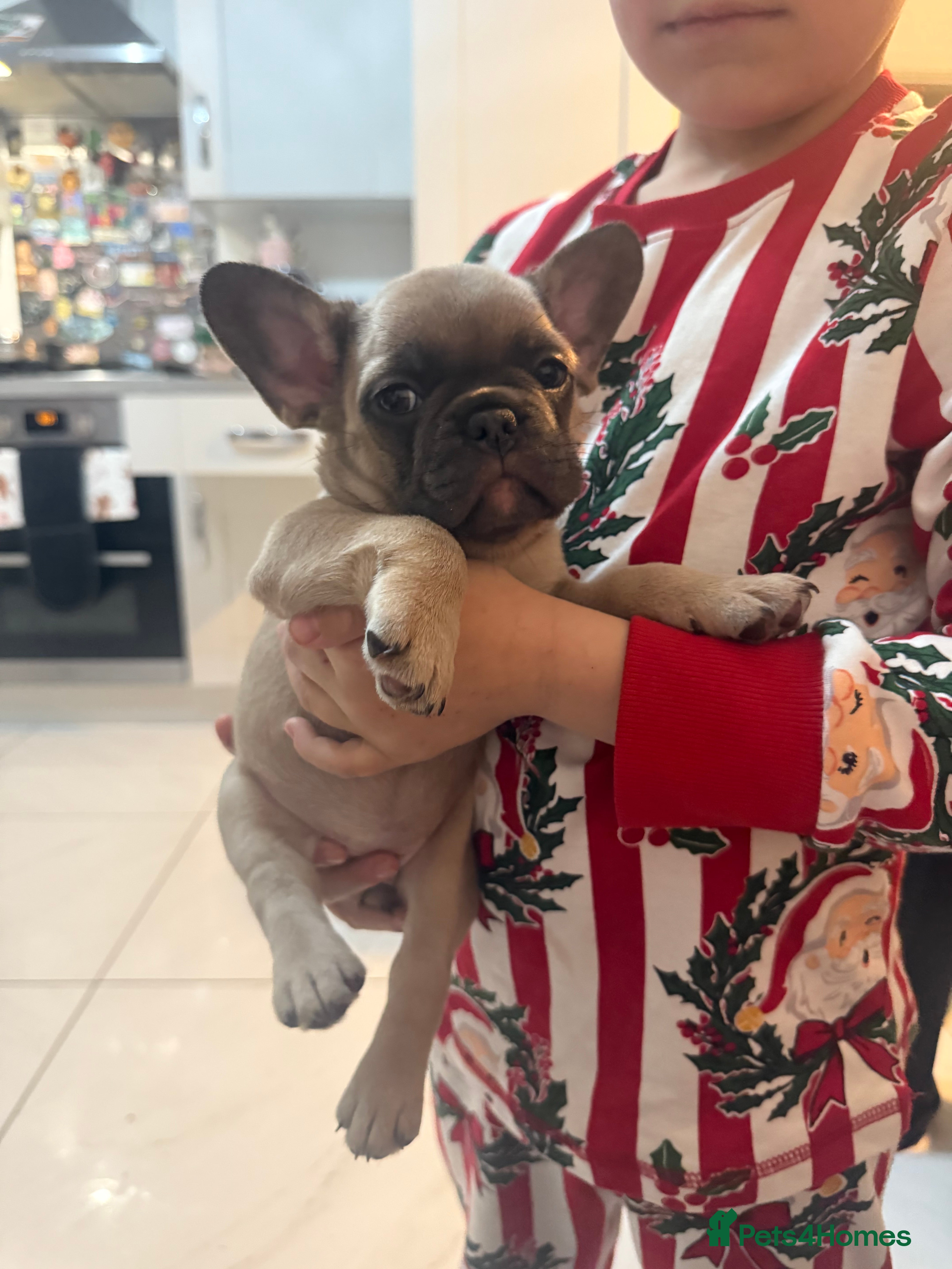 French Bulldog dogs READY 7th Jan French Bulldog (REDUCED) - Advert 4