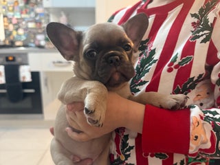 French Bulldog dogs READY 7th Jan French Bulldog (REDUCED) - Advert 4