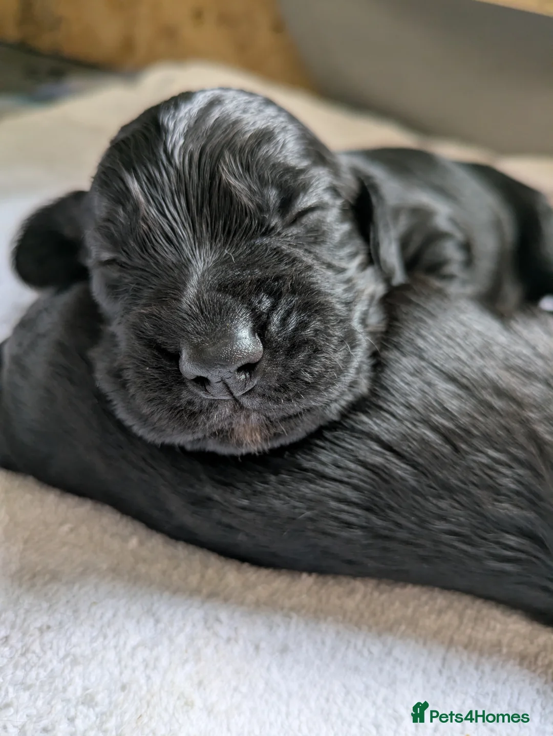 Cocker Spaniel dogs for sale: Working cocker spaniels  - Advert 1