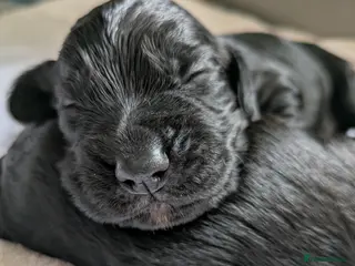 Cocker Spaniel dogs Working cocker spaniels - Advert 3