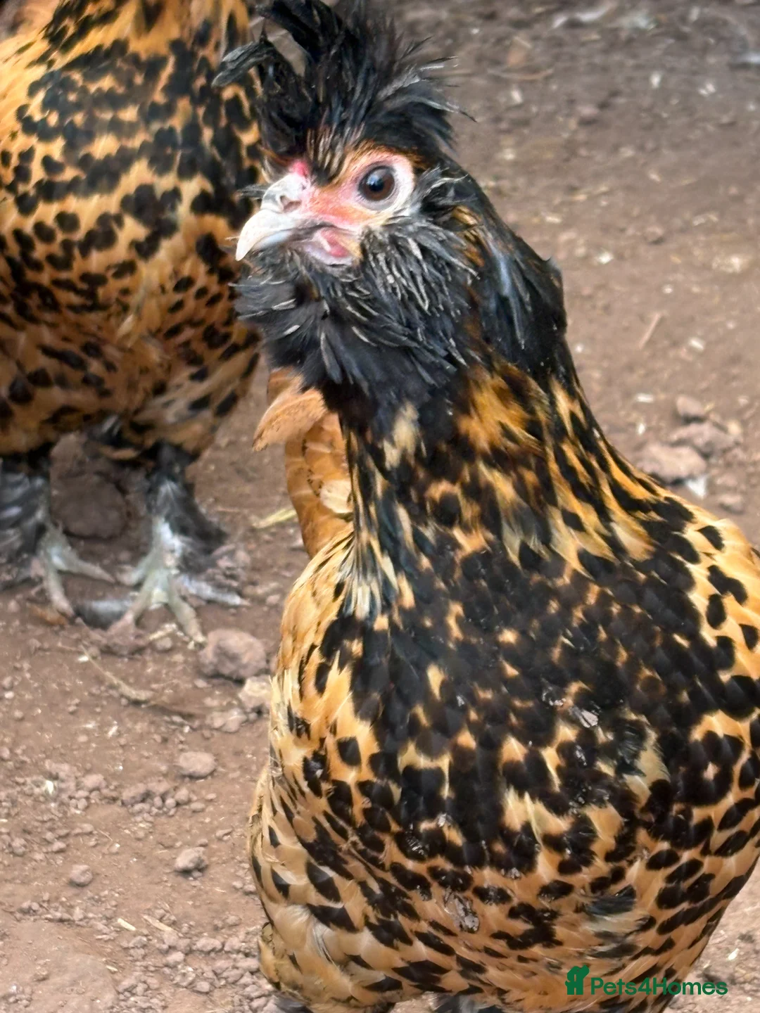 Chickens poultry for sale: Pavlovskya Trio ( 2 hens 1 cockerel) - Advert 4